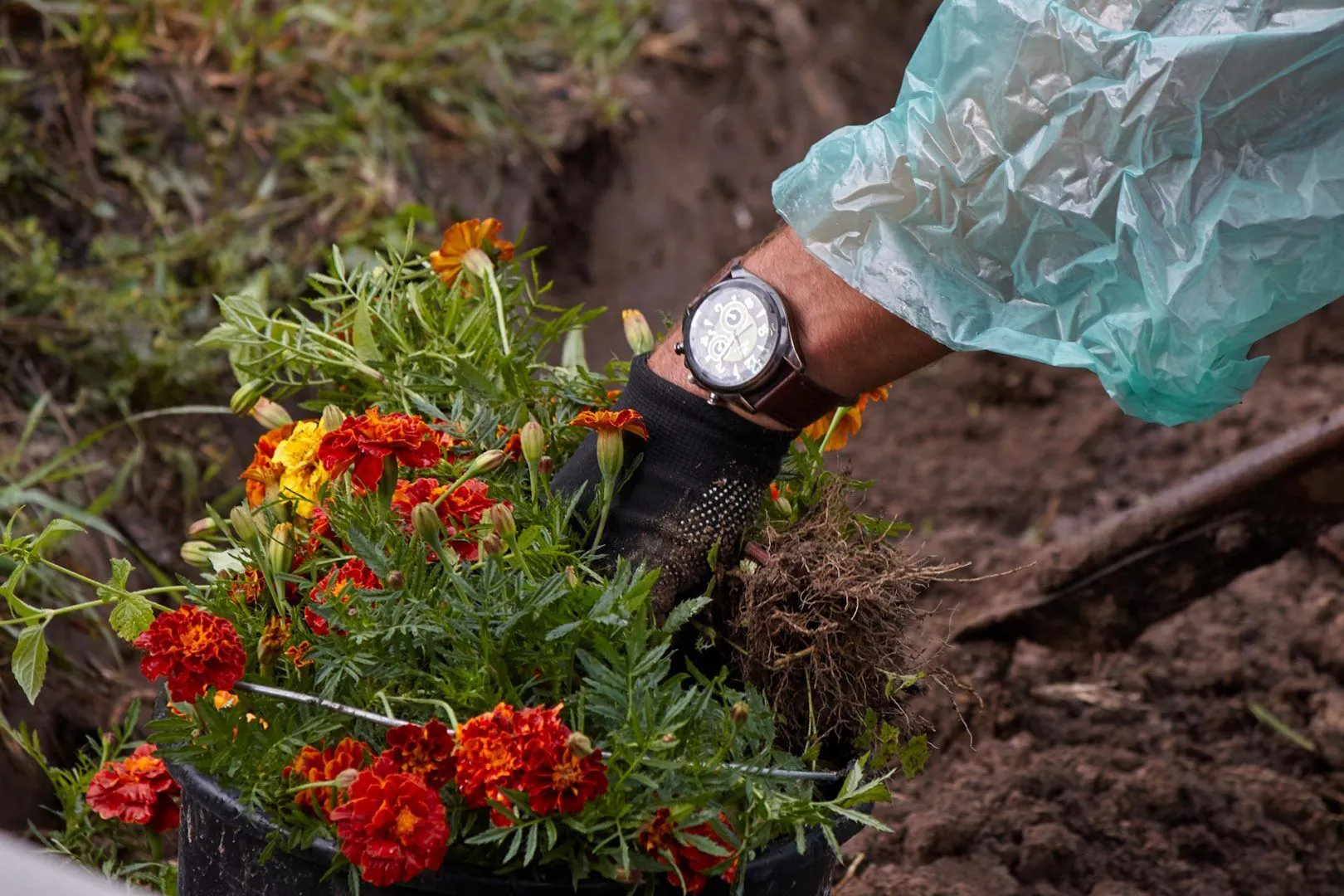 Соняшний Чорнобривець заквітчує Україну Соняшний Чорнобривець заквітчує Україну