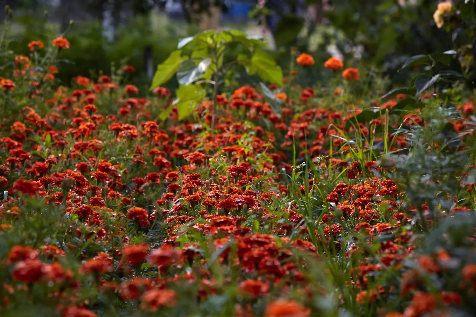 Соняшний Чорнобривець заквітчує Україну Соняшний Чорнобривець заквітчує Україну