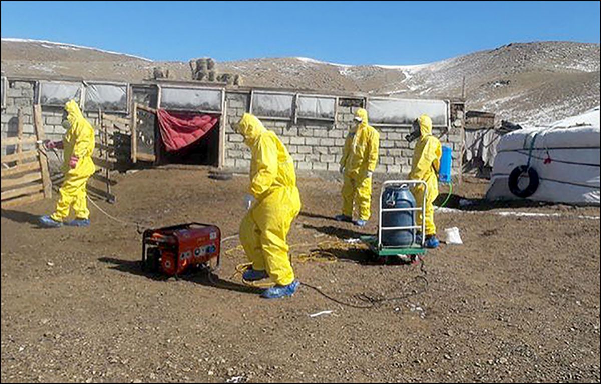 Від бубонної чуми в Монголії померло подружжя - що відомо про чуму - 2019 новини