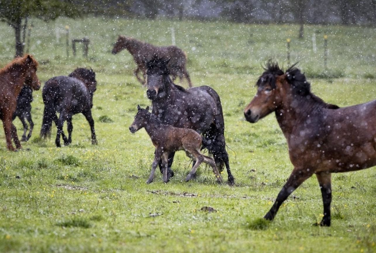Європу в травні засипало снігом: вражаючі фото та відео Європу в травні засипало снігом: вражаючі фото та відео