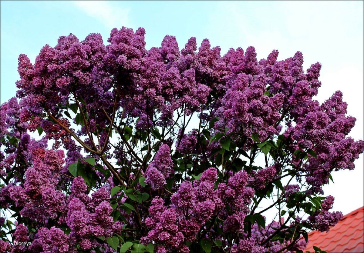 Погода 12 травня 2019 Україна - що прогнозує синоптик Погода 12 травня 2019 Україна - що прогнозує синоптик