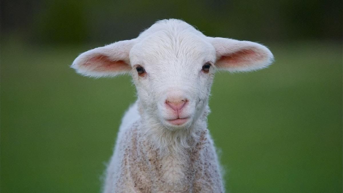 Школа записала в учні 15 ягнят, аби уникнути скорочення класів Школа записала в учні 15 ягнят, аби уникнути скорочення класів