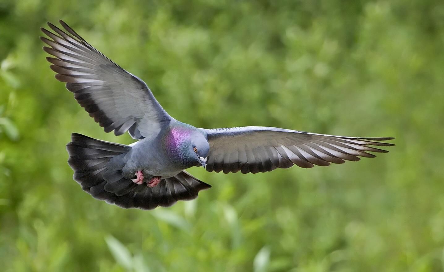 "Голубь-нарушитель": в Германии радары зафиксировали птицу, которая двигался слишком быстро "Голубь-нарушитель": в Германии радары зафиксировали птицу, которая двигался слишком быстро
