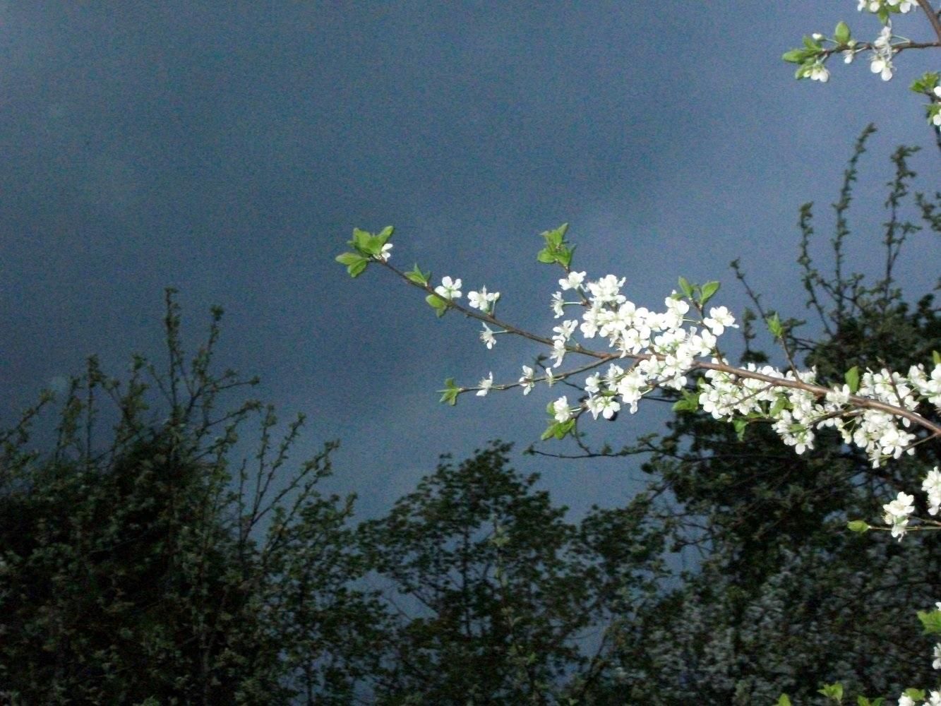 Погода 14 мая 2019 Украина - прогноз погоды от синоптика Погода 14 мая 2019 Украина - прогноз погоды от синоптика