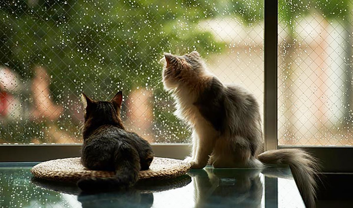 Погода 15 травня 2019 Україна - синоптик обіцяє дощі та грози Погода 15 травня 2019 Україна - синоптик обіцяє дощі та грози