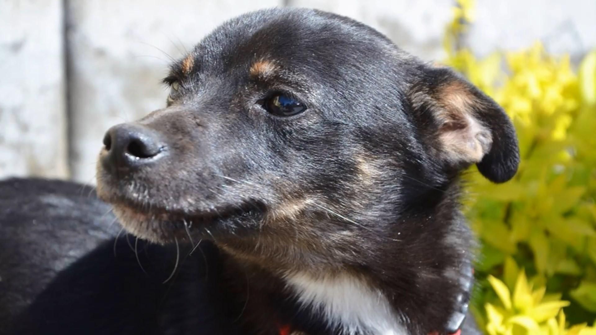 Из-за бешенства у собаки во Львове усилили меры безопасности: как уберечься от заболевания