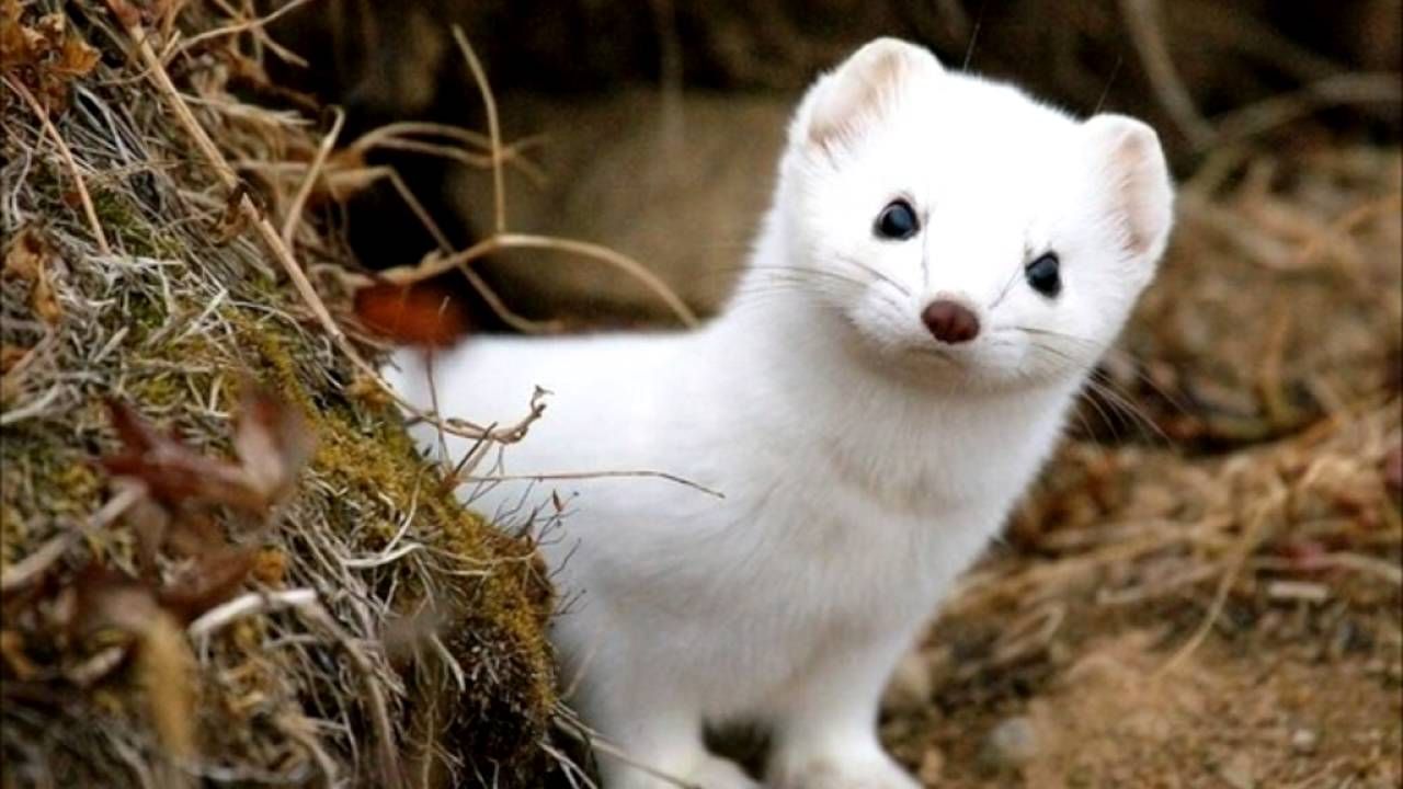 Хутрові ферми: як шуби та іграшки забирають життя Хутрові ферми: як шуби та іграшки забирають життя