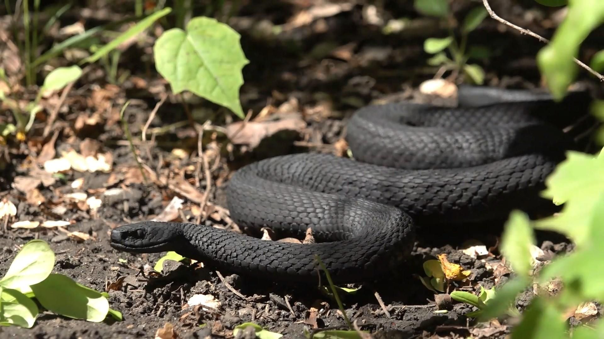 Крилата швидка: жінку літаком евакуювали до лікарні через укус змії Крилата швидка: жінку літаком евакуювали до лікарні через укус змії