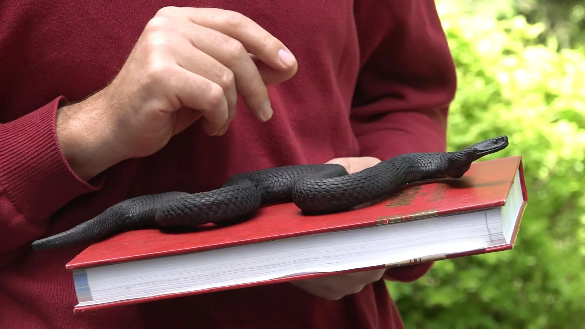 Гадюка Нікольського макет Гадюка Нікольського макет