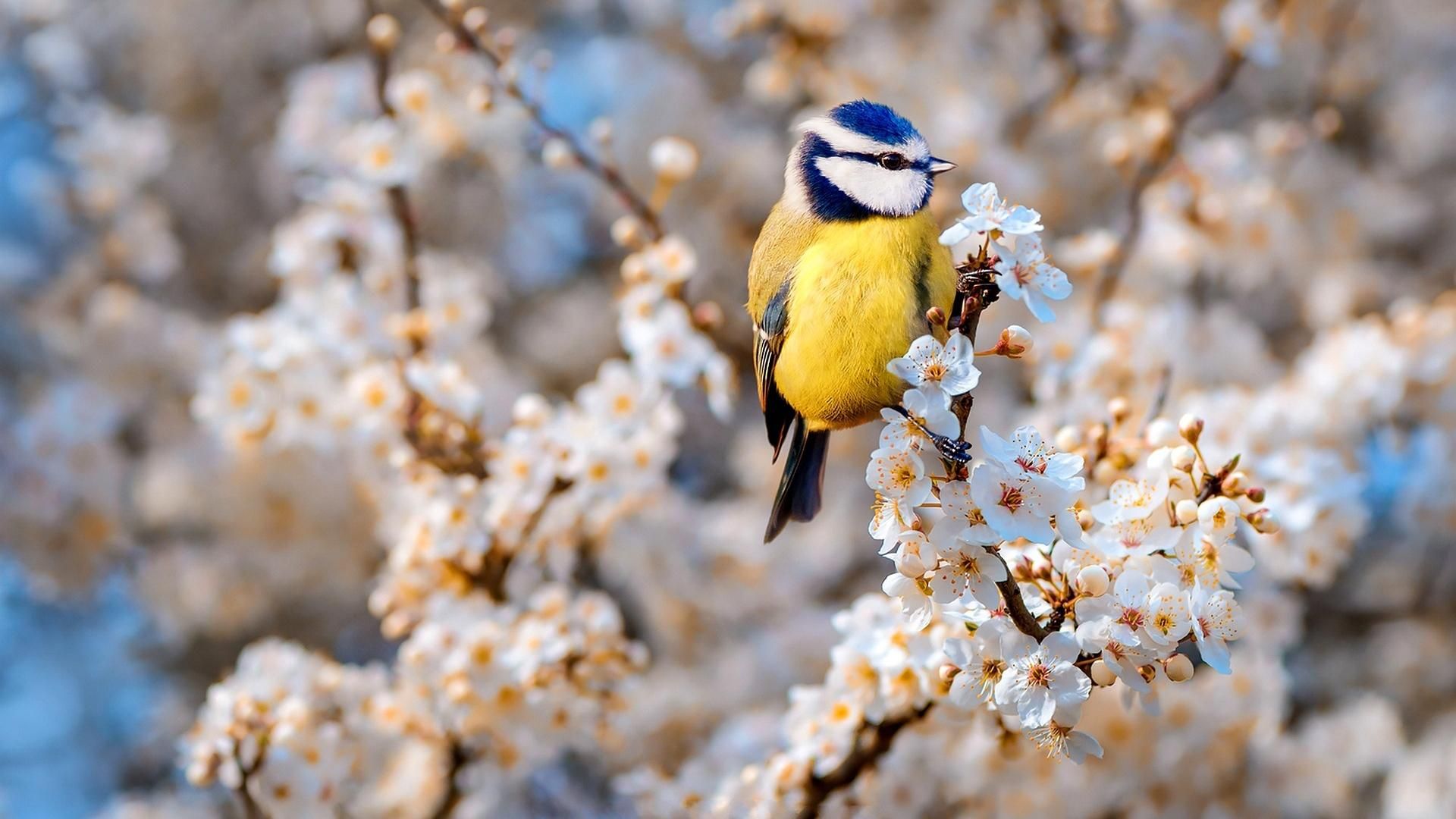 Прогноз погоды 20 мая 2019 Украина - прогноз от синоптика Прогноз погоды 20 мая 2019 Украина - прогноз от синоптика