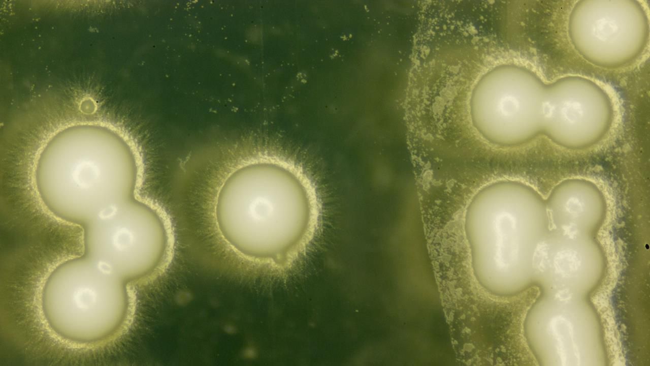 NASA отправит живой организм в глубокий космос NASA отправит живой организм в глубокий космос