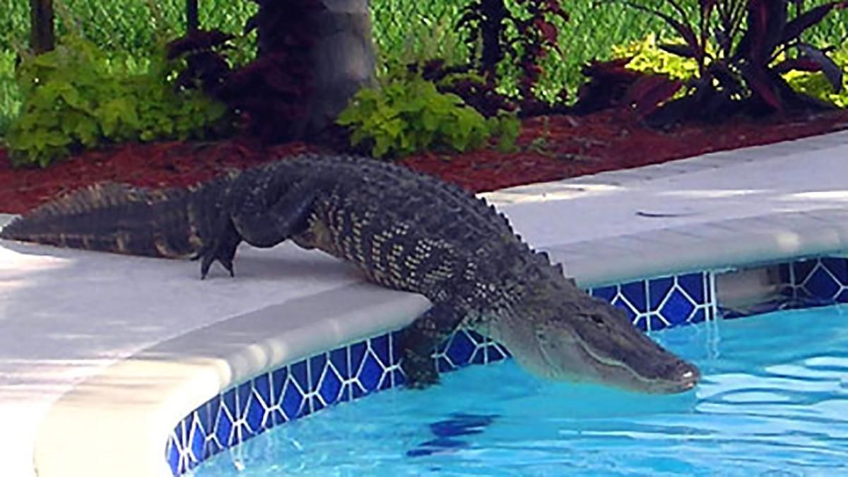 Аллигатор залез в бассейн, чтобы поплавать на матрасе в форме аллигатора: курьезное фото