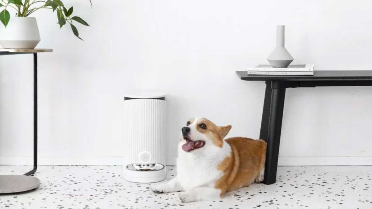 Партнер Xiaomi выпустила умную кормушку для домашних животных Партнер Xiaomi выпустила умную кормушку для домашних животных