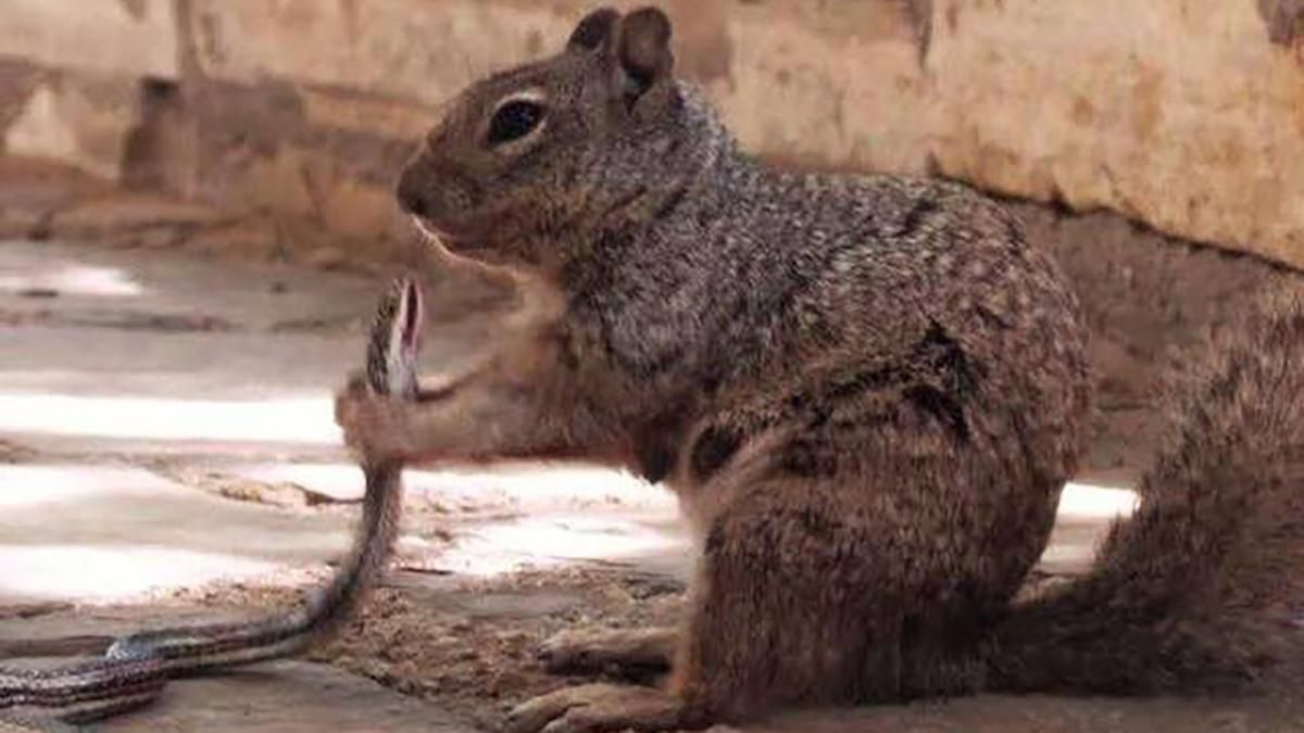 Безжалісна білка з Техасу навчилася полювати на змій – фото