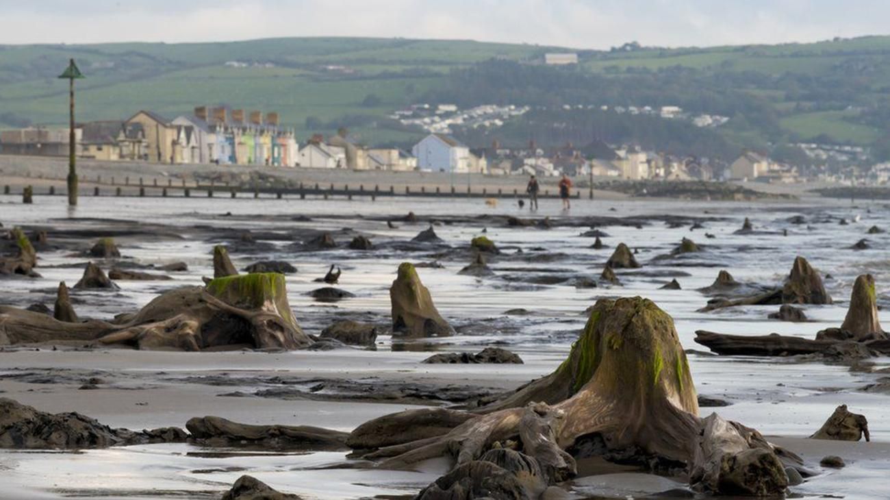 Ураган помог найти древний лес в Великобритании: невероятные фото Ураган помог найти древний лес в Великобритании: невероятные фото