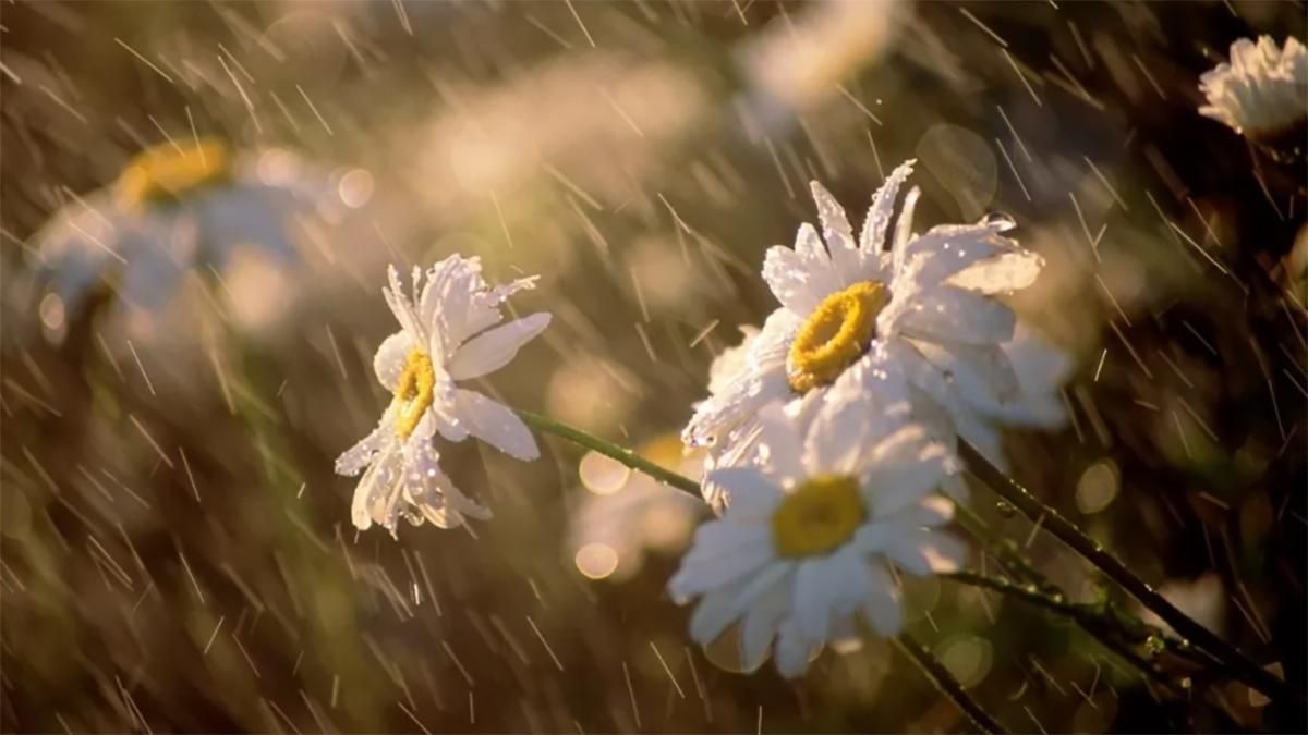 Погода 31 травня 2019 в Україні - яку погоду обіцяє синоптик Погода 31 травня 2019 в Україні - яку погоду обіцяє синоптик