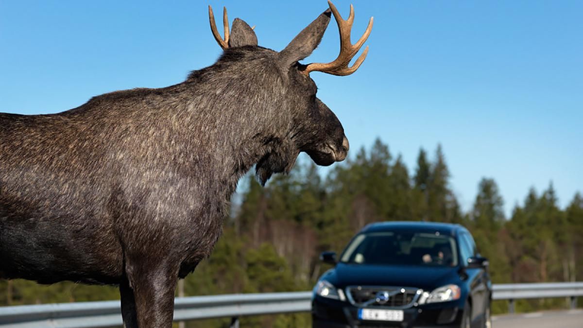 В Киеве автомобиль сбил лося – видео В Киеве автомобиль сбил лося – видео