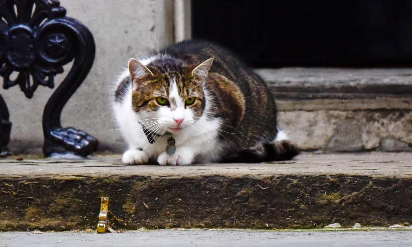 Як кіт Терези Мей ледь не зірвав візит Дональда Трампа: фото Як кіт Терези Мей ледь не зірвав візит Дональда Трампа: фото