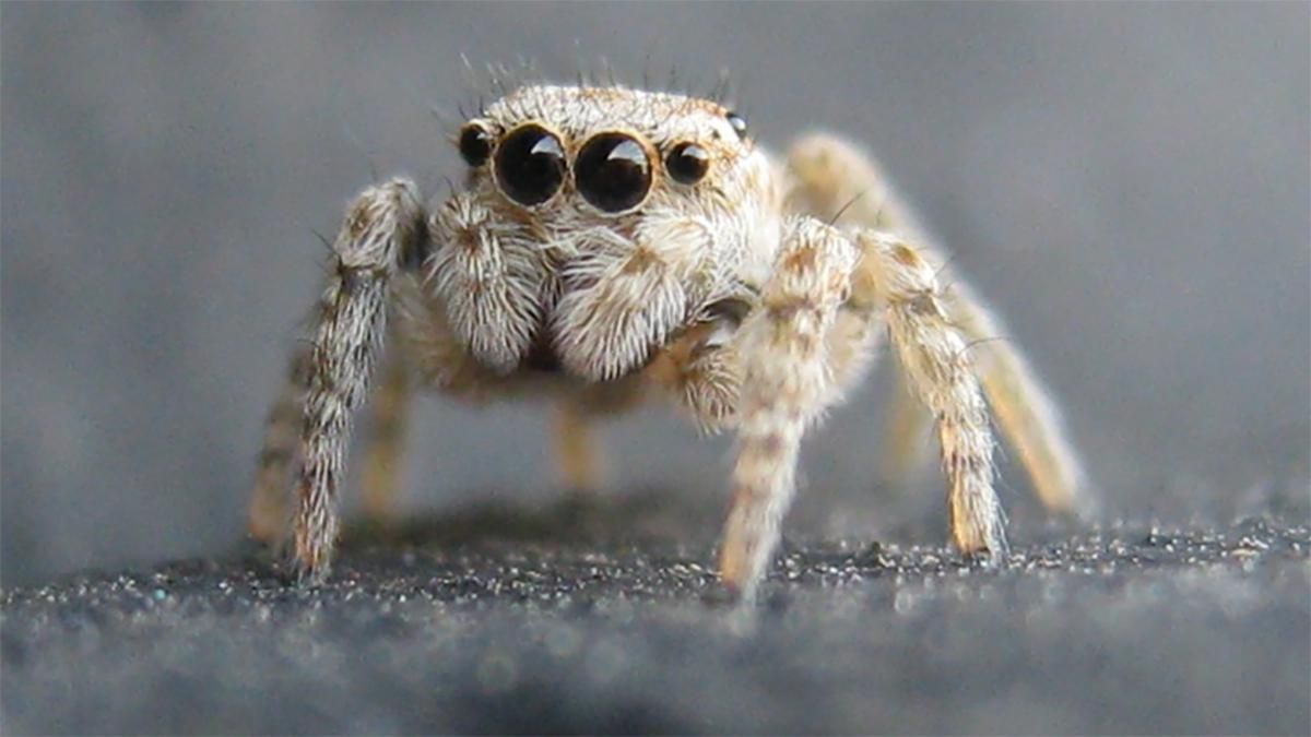 Врачи обнаружили в ухе пациентки гнездо тропического паука: видео