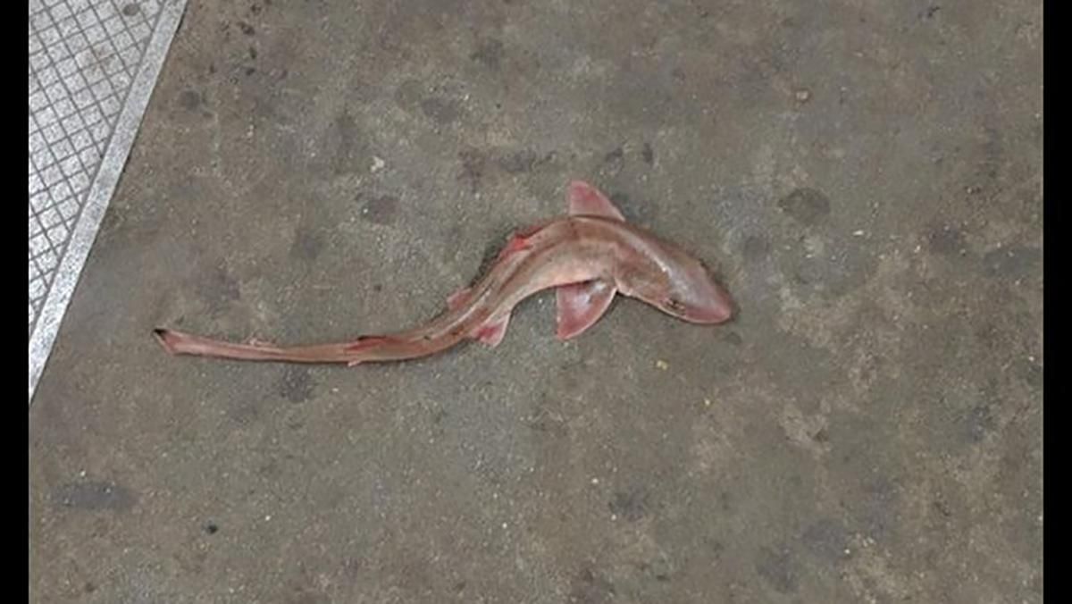 В метро в Нью-Йорке нашли мертвую акулу: фото В метро в Нью-Йорке нашли мертвую акулу: фото