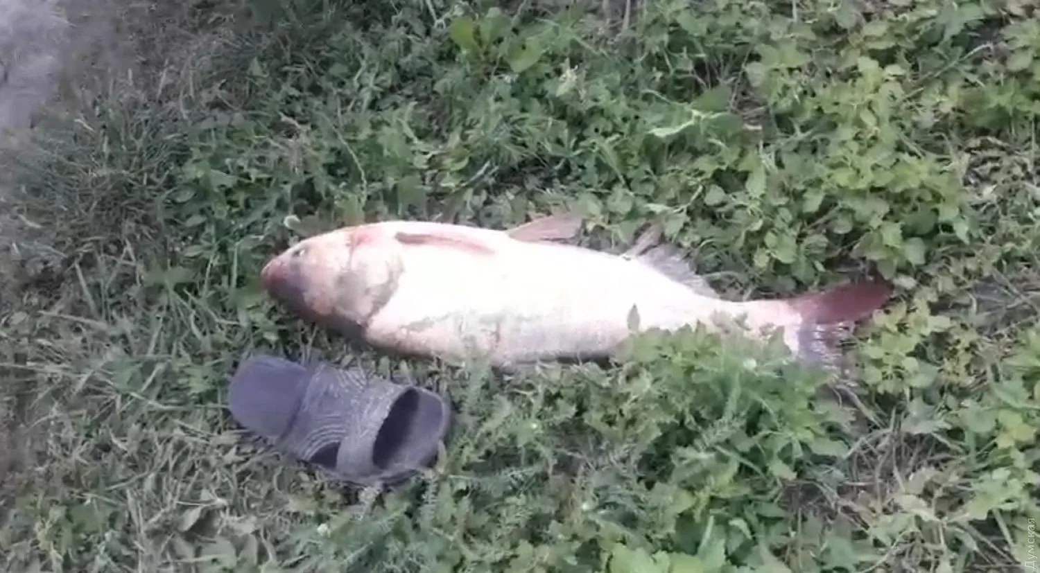риба одеса негода риба одеса негода