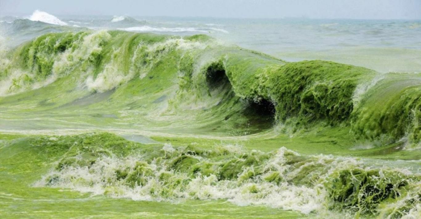 Зеленое море в Одессе: чем это опасно для экологии и человека