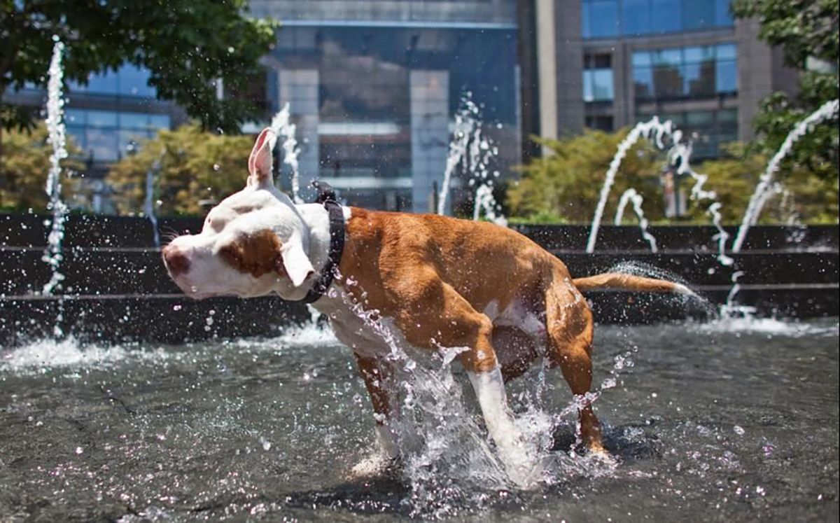 Погода 18 червня 2019 Київ, Львів, Одеса та міста України – синоптик Погода 18 червня 2019 Київ, Львів, Одеса та міста України – синоптик