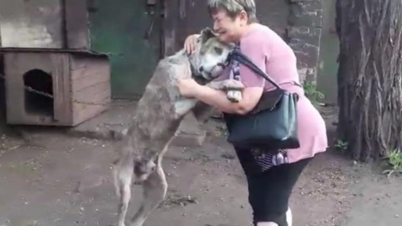 Алабай Алабай