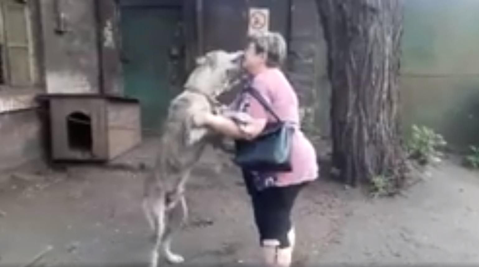 Похищенный пес через два года вернулся к хозяйке: трогательное видео