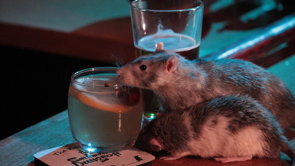 В США открыли необычный бар с крысами: фото