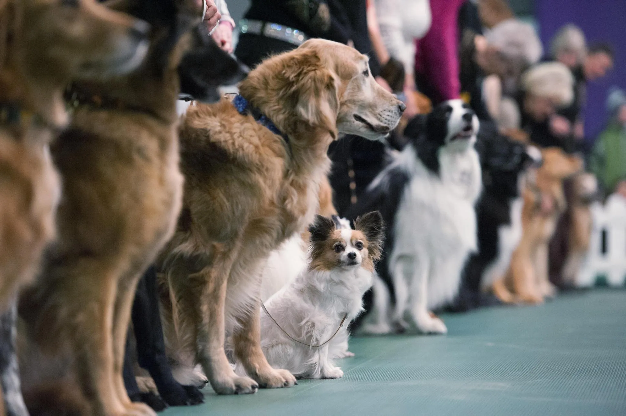 Виставка собак в Одесі