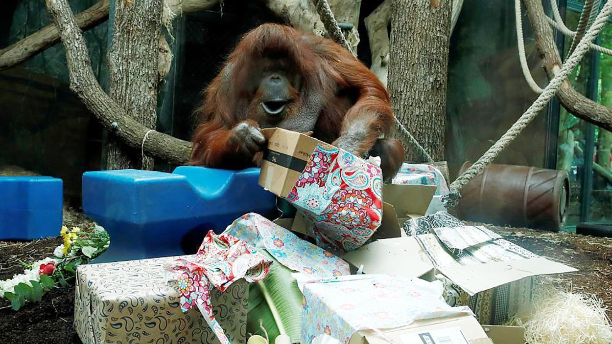Найстаріша самка орангутанга відсвяткувала день народження: зворушливе відео