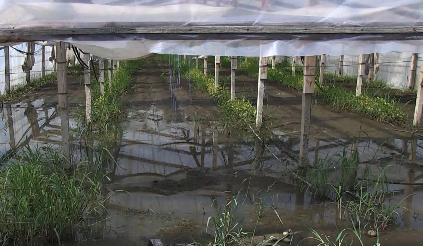 Без урожаю та даху над головою: Херсонщина страждає від наслідків негоди (фото, відео)
