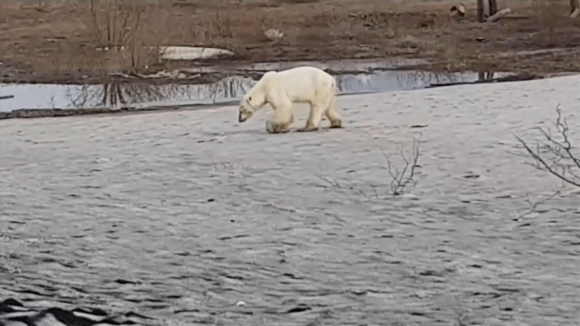 Белая медведица бродит по улицам российского Норильска: фото, видео - 24  Канал