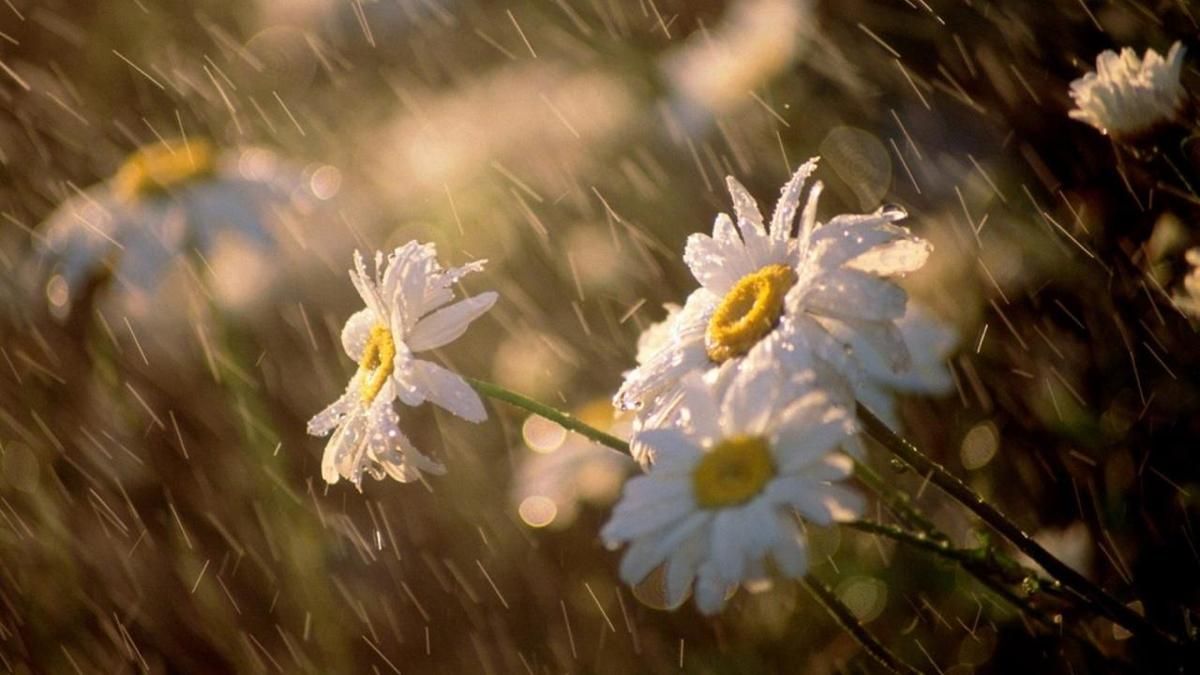 Погода 21 червня 2019 Україна - прогноз погоди від синоптика Погода 21 червня 2019 Україна - прогноз погоди від синоптика