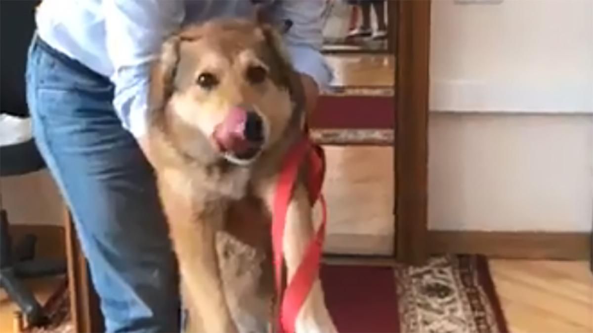 Ляшко прийшов до Ради з собакою: курйозні фото та відео Ляшко прийшов до Ради з собакою: курйозні фото та відео