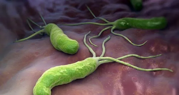 Helicobacter pylori – найпоширеніша бактерія 