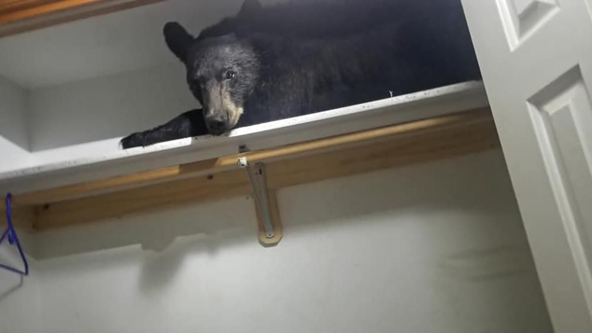 Ведмідь заліз до будинку і влігся спати у шафі: курйозні фото