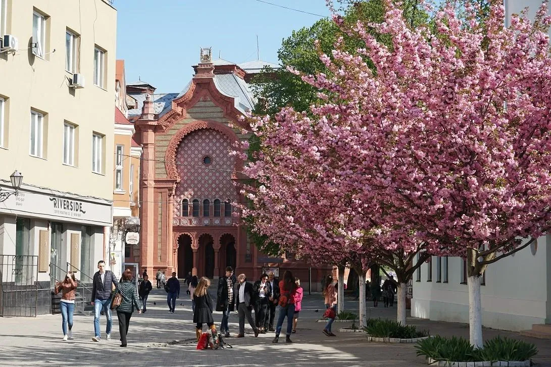 Цвітіння сакури в Ужгороді