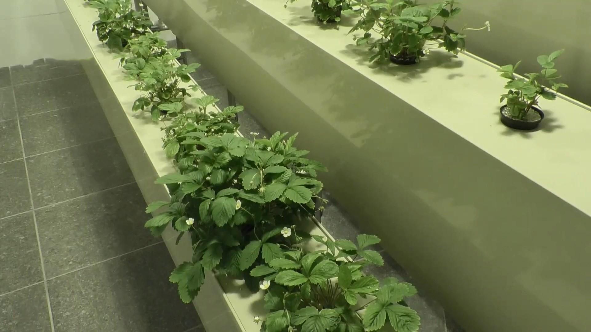 Як вирощувати городину без великих витрат: досвід Черкас Як вирощувати городину без великих витрат: досвід Черкас