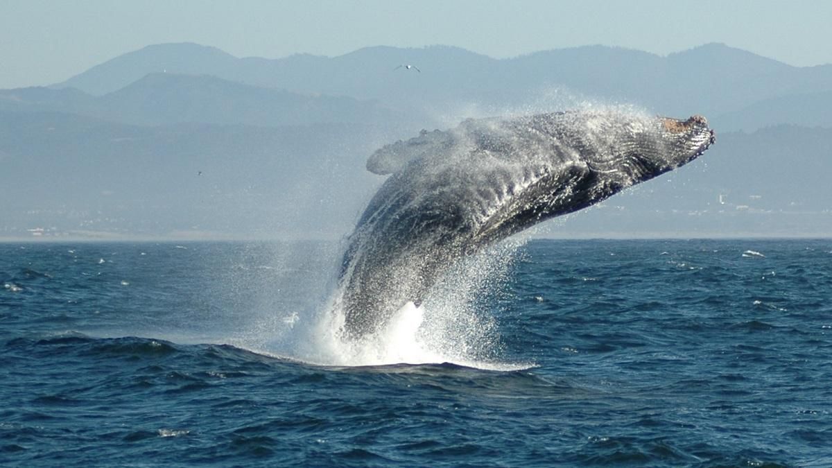 Японія покинула Міжнародну комісію з промислу китів і може відновити їх вилов