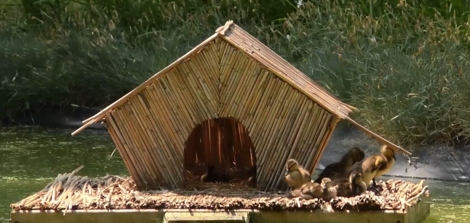 Утиное семейство в фонтане Черкасс Утиное семейство в фонтане Черкасс