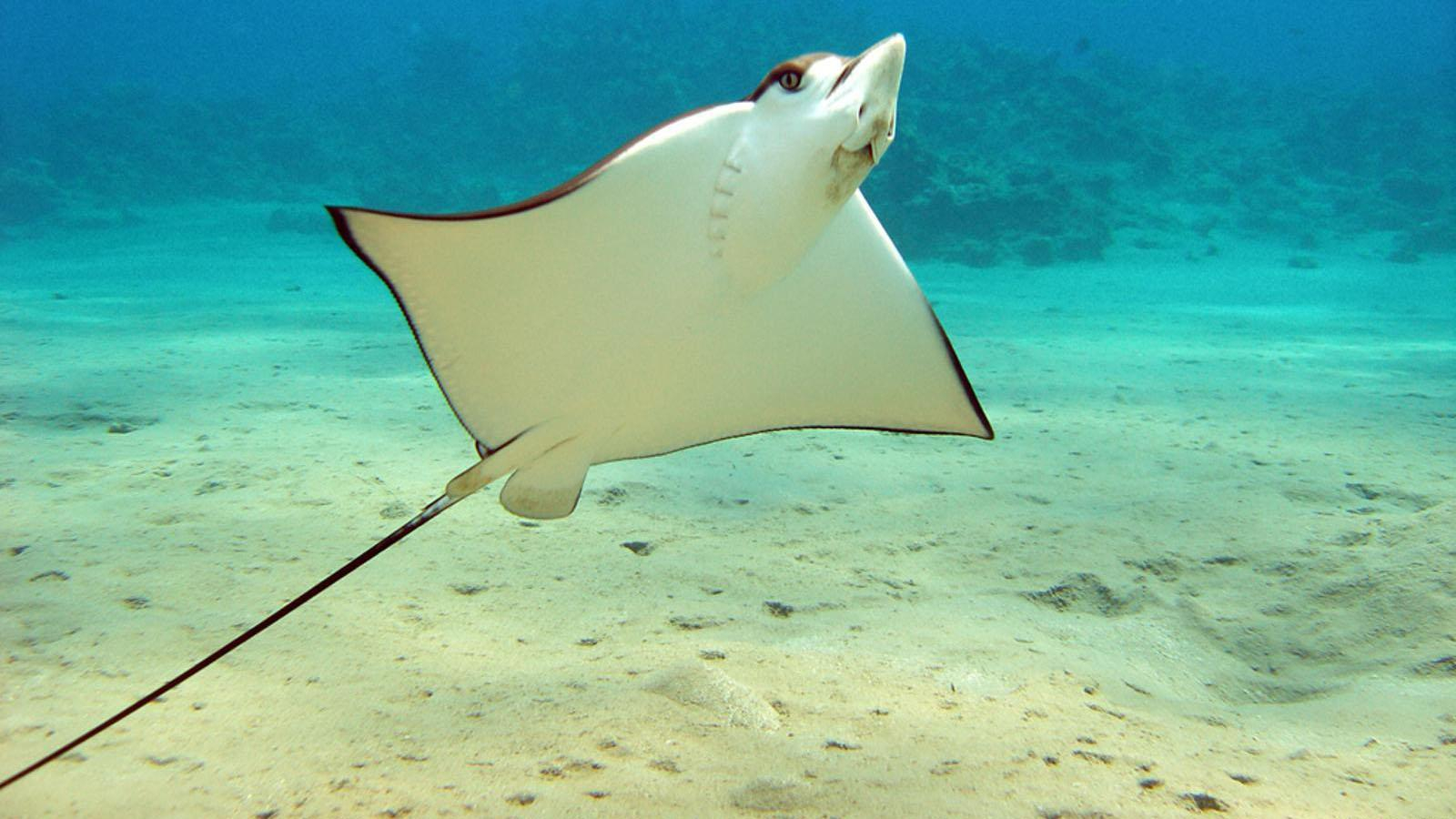 Скаты хвостоколы в Одессе – видео скатов в черном море Одессы
