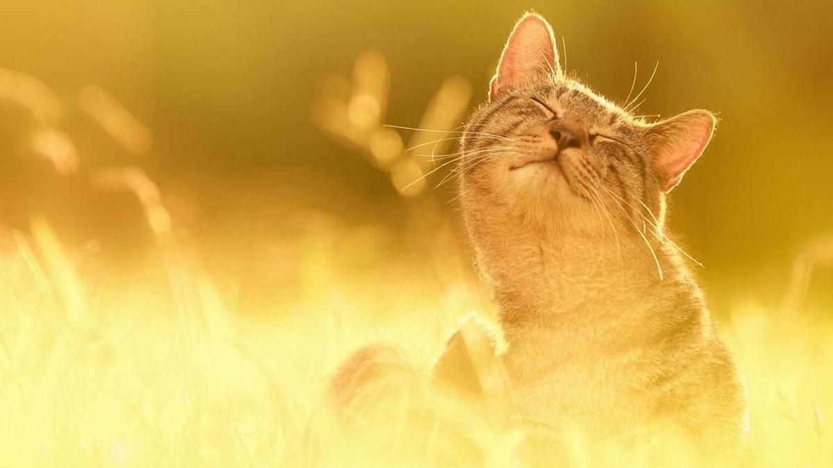 Погода 4 июля 2019 Украина - на замену жаре возвращаются дожди Погода 4 июля 2019 Украина - на замену жаре возвращаются дожди