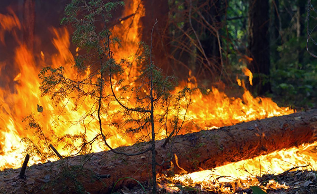 Спасатели погасили пожар в лесу возле Станицы Луганской