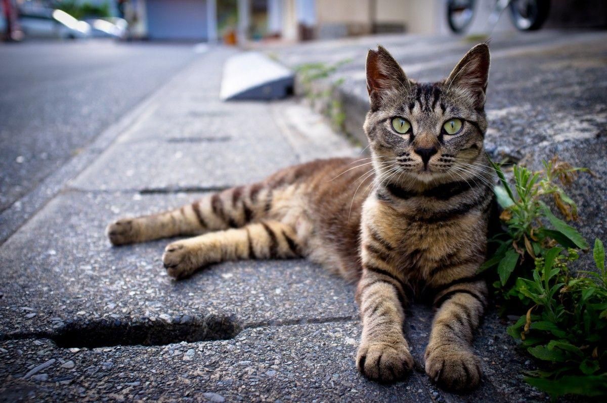 Во Львове впервые в мире посчитали уличных котов: милые фото животных