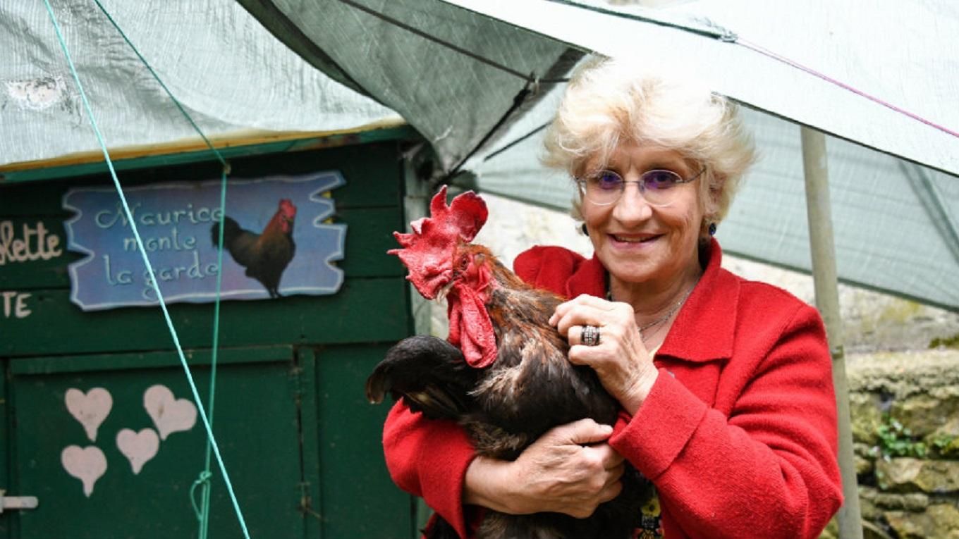 Во Франции судят петуха за слишком ранние крики: фото Во Франции судят петуха за слишком ранние крики: фото