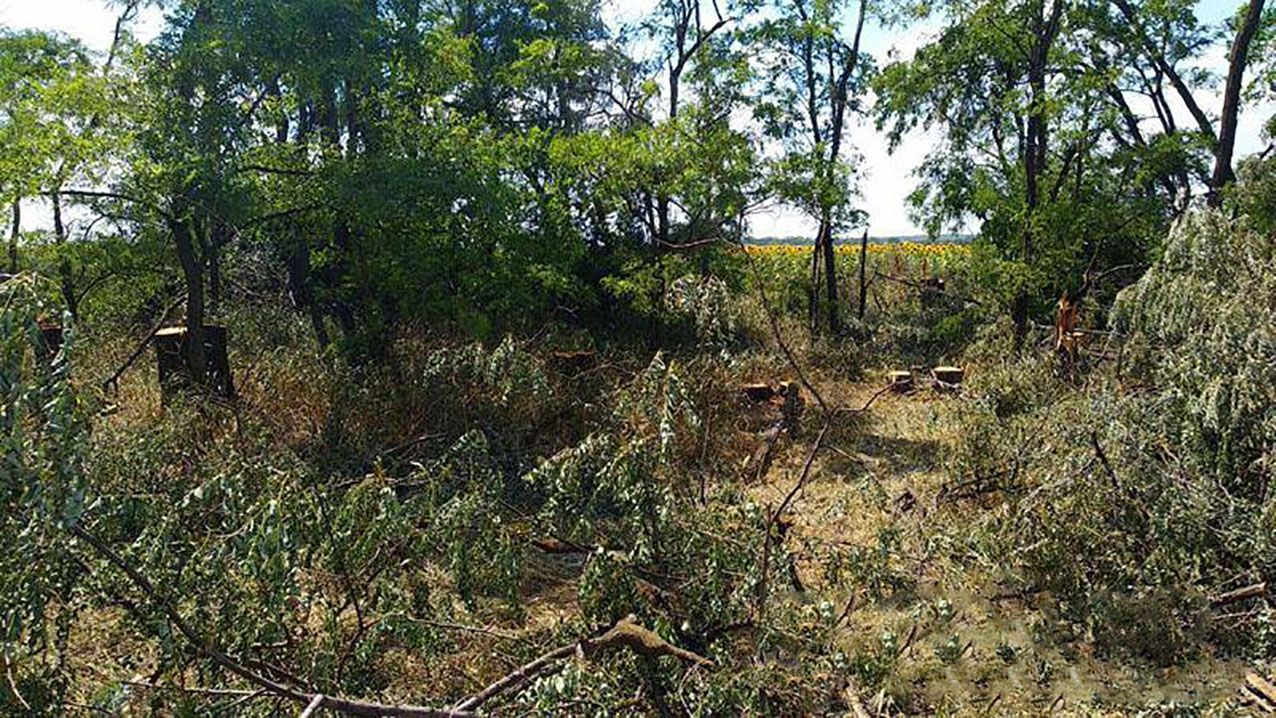 "Чорні лісоруби" на Донеччині закопали тіло колеги, на якого впало дерево