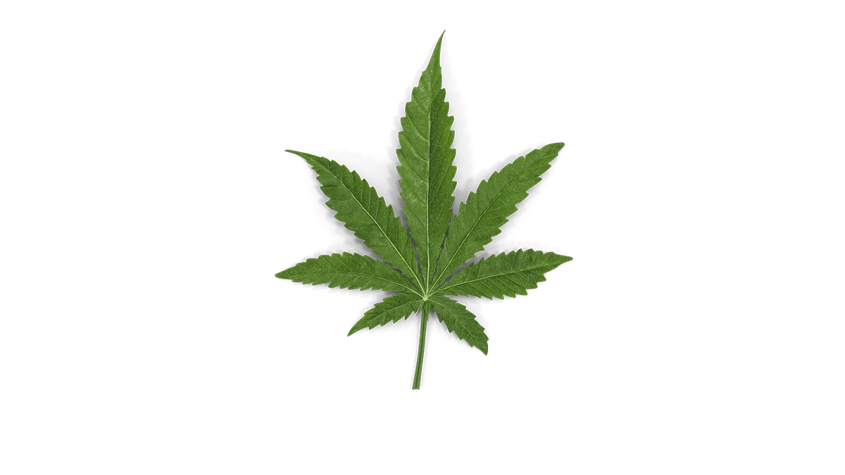 Легализация медицинского каннабиса: программы партий, которые прошли в Раду Легализация медицинского каннабиса: программы партий, которые прошли в Раду