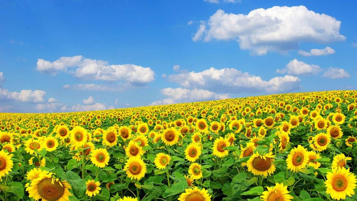 Вихідні у серпні 2019 на День Незалежності України 2019 – календар свят